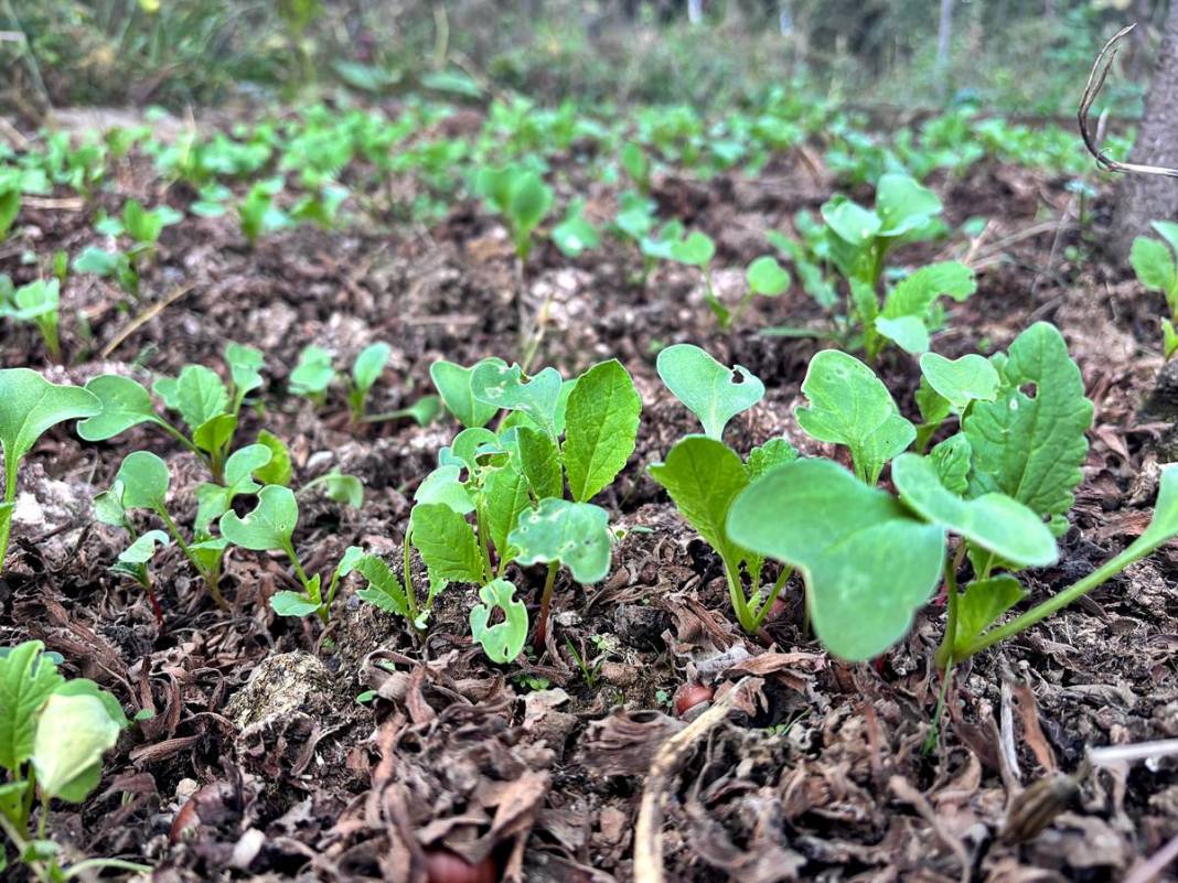 Balkonunda başladı, 150 bin tohumla Türkiye'yi değiştirdi! 6